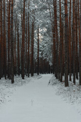 Droga w sosnowym, wysokim lesie zimą. Ziemię i gałęzie drzew pokryte są warstwą białego śniegu. © boguslavus