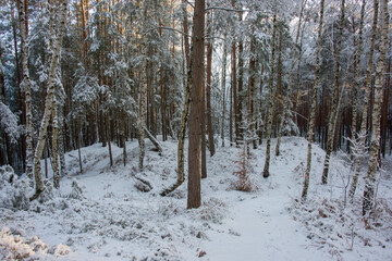 Zima w wysokim, sosnowym lesie. Ziemię i gałęzie drzew pokryte są warstwą białego śniegu. © boguslavus