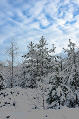 Zima w wysokim, sosnowym lesie. Ziemię i gałęzie drzew pokryte są warstwą białego śniegu. © boguslavus