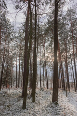 Zima w wysokim, sosnowym lesie. Ziemię i gałęzie drzew pokryte są warstwą białego śniegu.