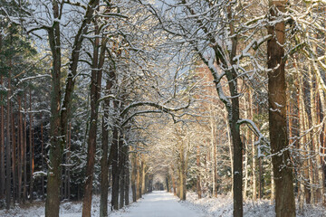Leśna droga zimą. Po obu stronach drogi rosną bezlistne dęby, w głębi sosnowy las. Ziemię i gałęzie drzew pokrywa biały śnieg.