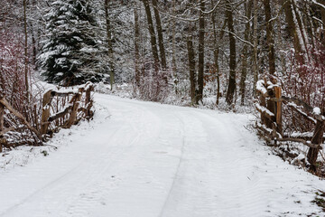 Las zimą. Drzewa, ziemię i przebiegającą między drzewami drogę pokrywa gruba warstwa śniegu. Przy drodze znajdują się zrobione z surowego drewna barierki. © boguslavus