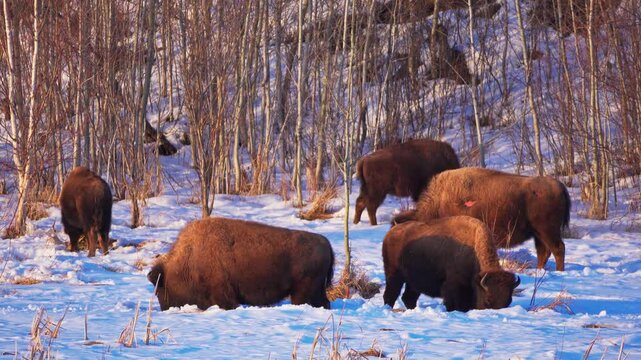 Bison Herd Grazing and Resting in Snowy Elk Island National Park in Winter