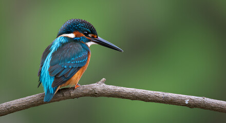 kingfisher on branch