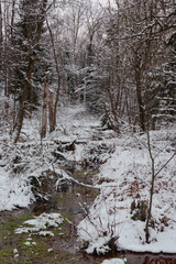 Leśne moczary w zimowy dzień. Naturalny rezerwuar wody. Drzewa pozbawione są liści. Brzegi i kępy trawy w wodzie pokrywa warstwa puszystego śniegu. Woda jest częściowo zamarznięta.  © boguslavus
