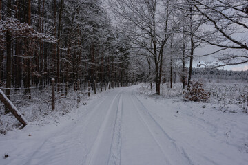 Droga w sosnowym, wysokim lesie zimą. Ziemię i gałęzie drzew pokryte są warstwą białego śniegu. © boguslavus