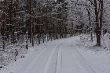 Droga w sosnowym, wysokim lesie zimą. Ziemię i gałęzie drzew pokryte są warstwą białego śniegu. © boguslavus