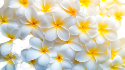 White yellow bouquet plume isolated on white background