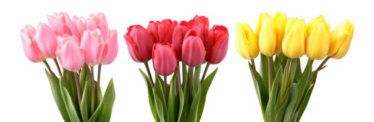 red and yellow tulips