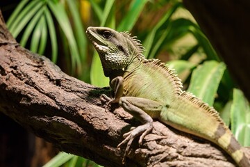 Weber´s sailfin lizard