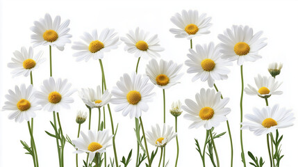 background, daisies