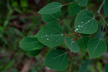 Green quaking aspen (Populus tremuloides) leaves holding drops of dew