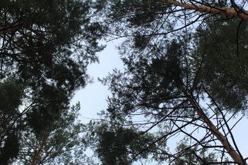 the gap between the branches of trees against the background of a blue sky
