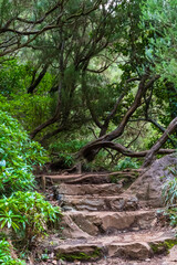 Obraz premium The rocky stairs through the green forest – Madeira, Vereda da Lagoa do Vento PR6.3.