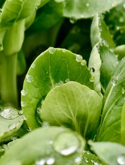 green leaf with water drops