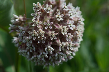 Close up image of the pink flowers of a Common Milkweed (Asclepias syriaca) plant