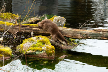 otter on a treeotter climbing logs and rocks near a pond