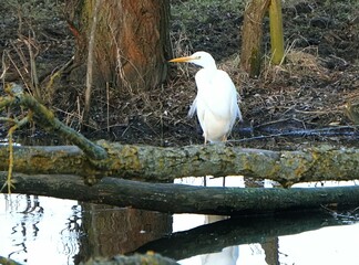 great white heron