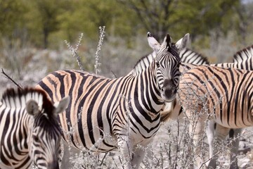 zebra in the savanna