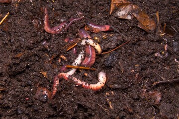 The photo shows earthworms on the soil. Earthworms of different sizes and colors crawl among...
