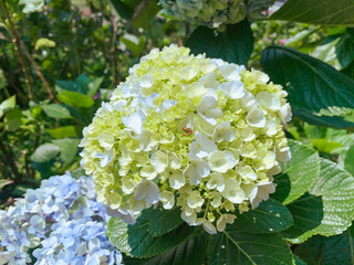 Bigleaf hydrangea (Hydrangea macrophylla) flowers in a park.