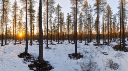 Naklejka premium Snowy forest in Lapland, a serene winter wonderland of tranquility and purity. 