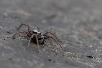 Macro portrait of a wolf spider