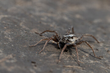 Macro portrait of a wolf spider