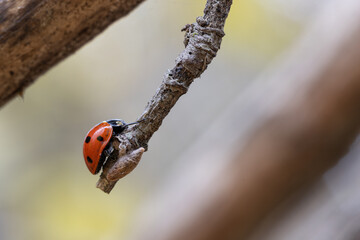 A ladybug sits on a tree branch
