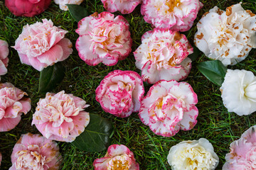 Vibrant Camellia Flower