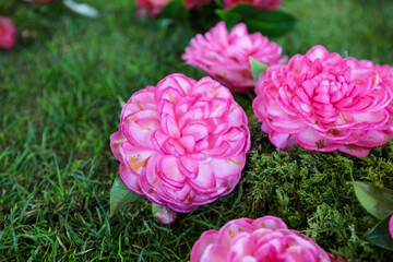 Vibrant Camellia Flower