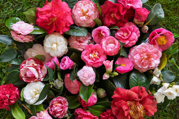 Vibrant Camellia Flower