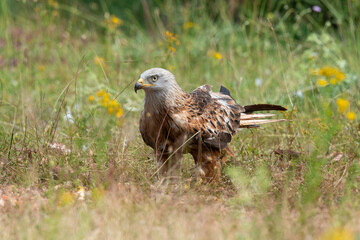 Milan royal,.Milvus milvus , Red Kite