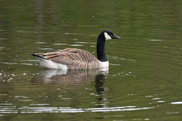 Bernache du Canada,.Branta canadensis, Canada Goose