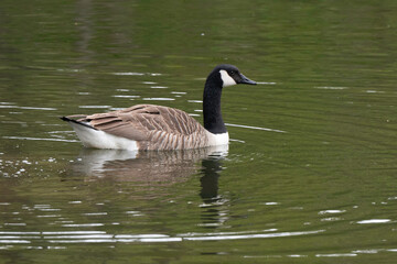 Obraz premium Bernache du Canada,.Branta canadensis, Canada Goose