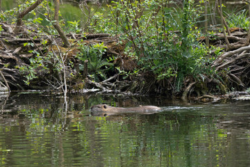 Ragondin,  Myocastor coypus