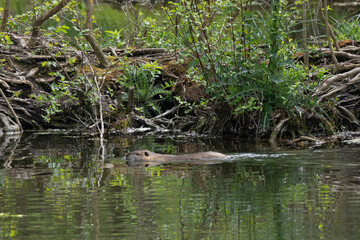 Ragondin,  Myocastor coypus
