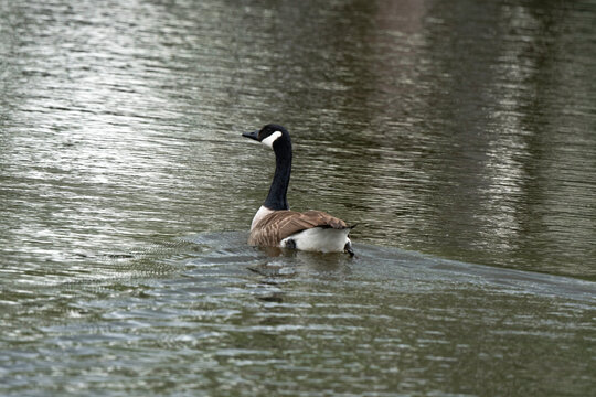 Bernache du Canada,.Branta canadensis, Canada Goose