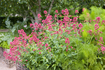 Red valerian flowers in a lush garden, summer, UK