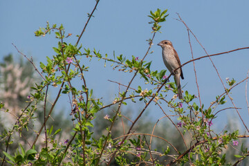 The photo shows a shrike bird sitting on a tree branch among green leaves. The bird has a gray-brown color.