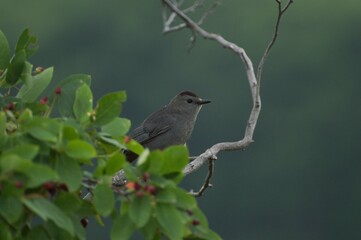 A Gray Catbird (Dumetella carolinensis) perched on a branch with a green background