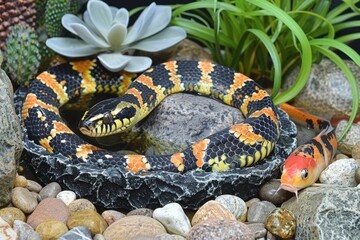 Fototapeta premium A snake is curled up on a rock next to a fish