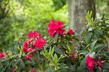 Red rhododendron flowers on a plant growing in a UK garden