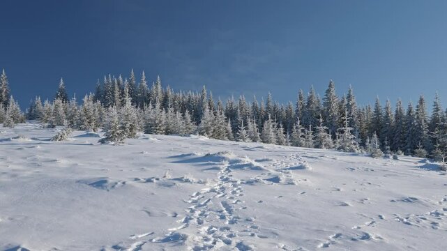 Girl with dog walking through snow among trees covered snow. Winter hike in mountains. Adventures in mountains.