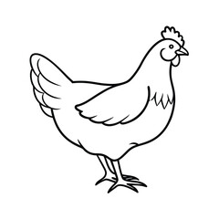 vector illustration of a chicken