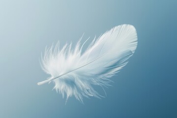 Obraz premium Gentle white feather floating on clean background minimalist style serenity
