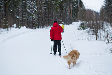 Cross-country skiing.A skier goes skiing in winter on a ski run.