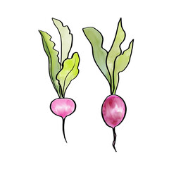 Radishes illustration