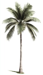 Elegant image of a single palm tree with lush green leaves, ideal for tropical scene enhancement