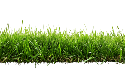 High-Quality PNG Cutout of Lush Green Lawn Grass with a Transparent Backdrop for Seamless Editing
